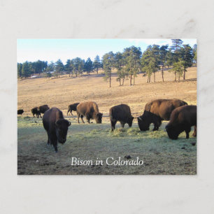 Bison in Colorado Postcard
