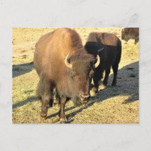 Bison in Colorado Postcard