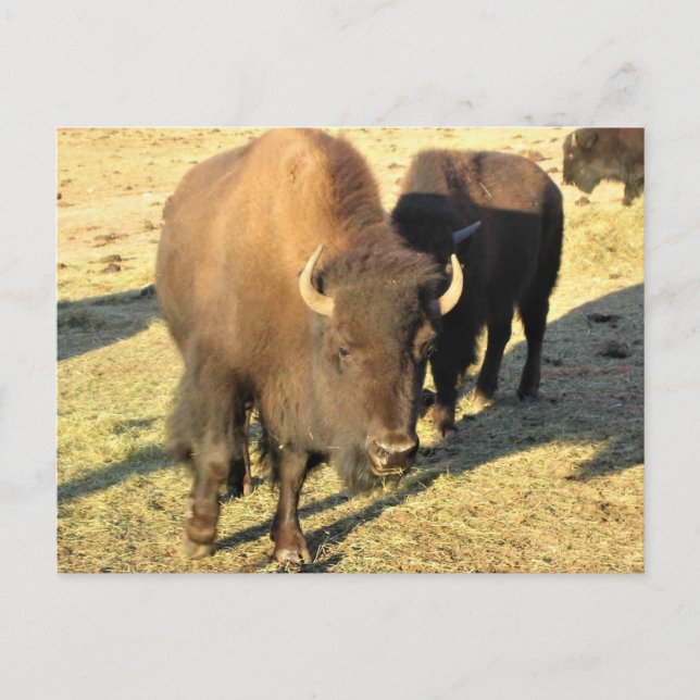 Bison in Colorado Postcard (Front)