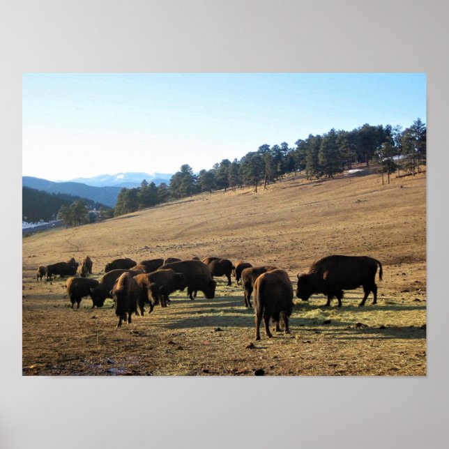 Bison in Colorado Poster (Front)