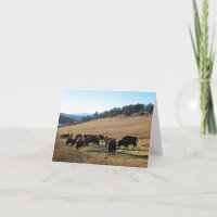 Bison in Colorado