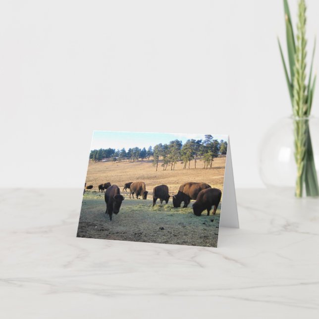 Bison in Colorado Thank You Card (Front)