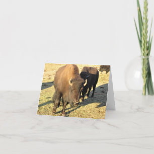 Bison in Colorado Thank You Card
