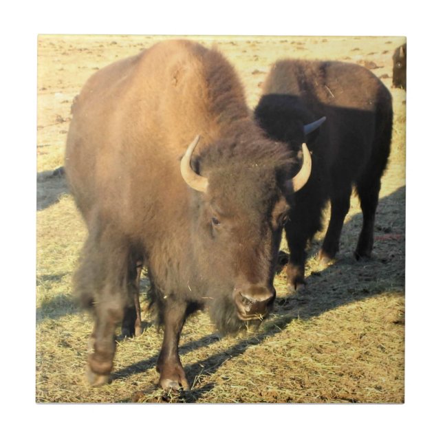 Bison in Colorado Tile (Front)