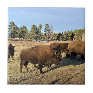 Bison in Colorado Tile