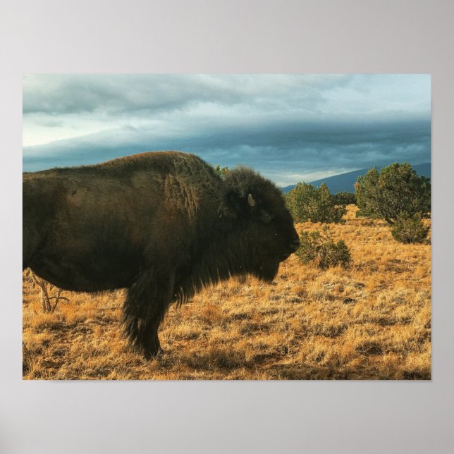 Bison in Foreground Mountains New Mexico Poster (Front)