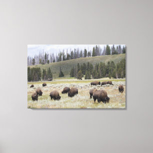 Bison in the Hayden Valley of Yellowstone Canvas Print