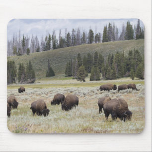 Bison in the Hayden Valley of Yellowstone Mouse Pad