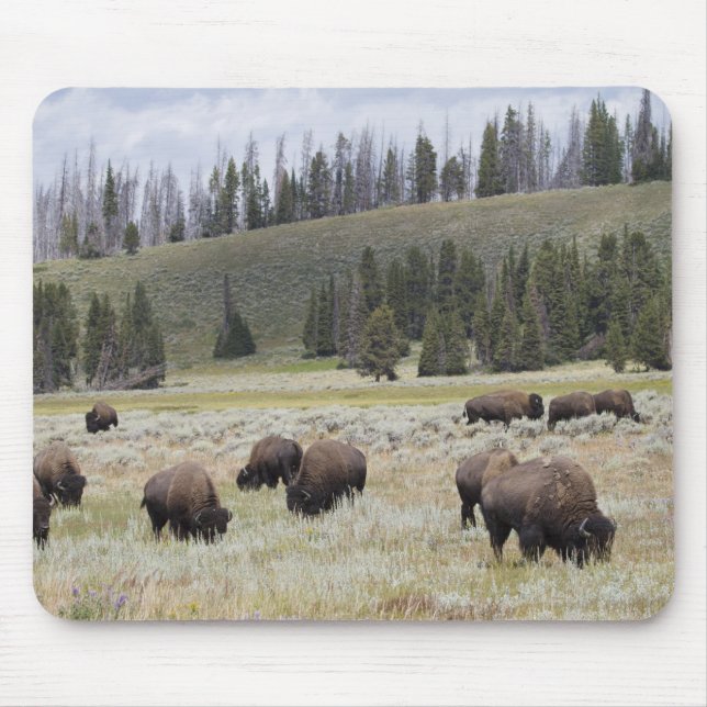 Bison in the Hayden Valley of Yellowstone Mouse Pad (Front)