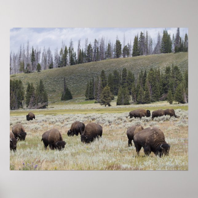 Bison in the Hayden Valley of Yellowstone Poster (Front)