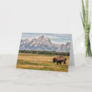 Bison in the Tetons Card