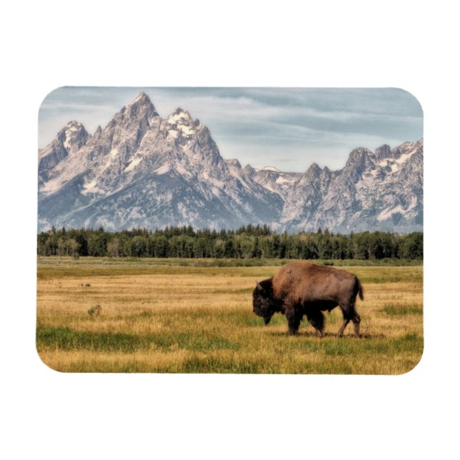 Bison in the Tetons Magnet (Horizontal)
