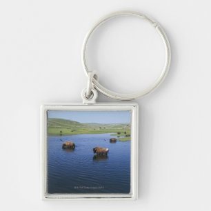 Bison In The Water With Numerous Cliff Swallows Keychain