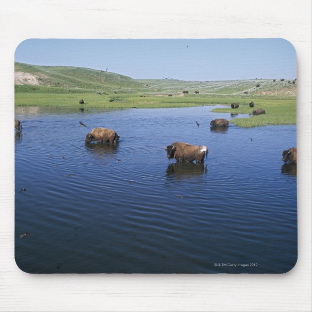 Bison In The Water With Numerous Cliff Swallows Mouse Pad (Front)