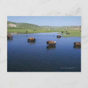 Bison In The Water With Numerous Cliff Swallows Postcard