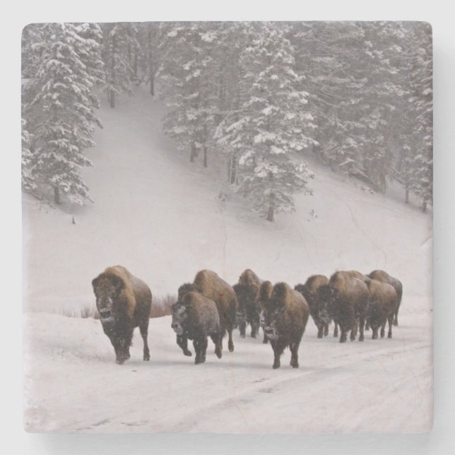 Bison in Winter Stone Coaster (Front)