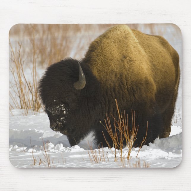 Bison in Winter Yellowstone National Park Mouse Pad (Front)