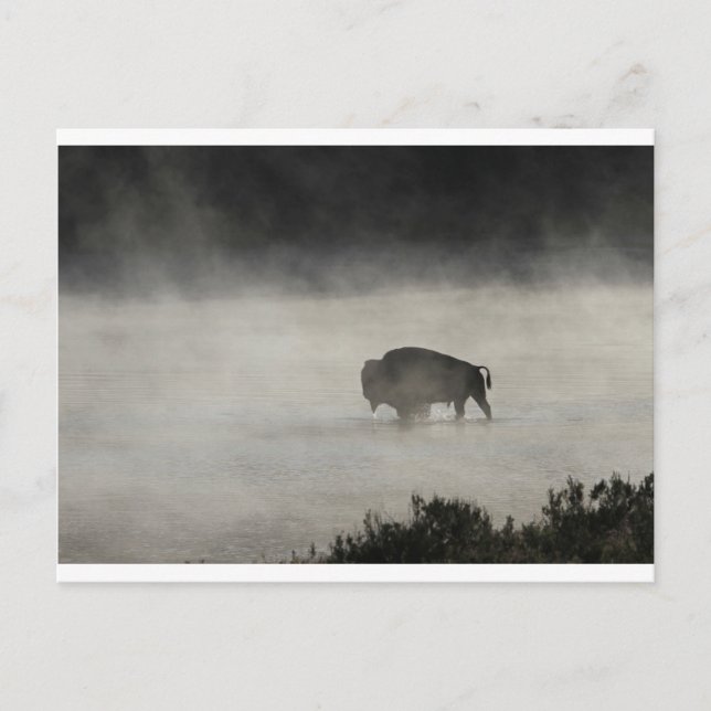 Bison in Winter Yellowstone Postcard (Front)