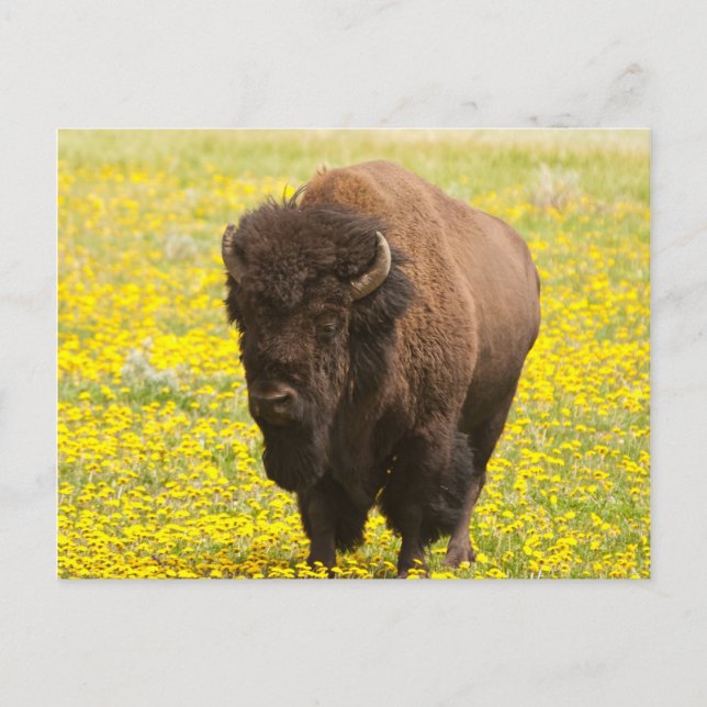 Bison in yellow postcard (Front)