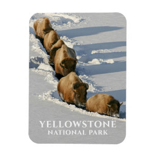 Bison Line Walking through Deep Snow, Yellowstone Magnet