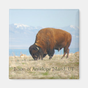 Bison of Antelope Island, UT Magnet