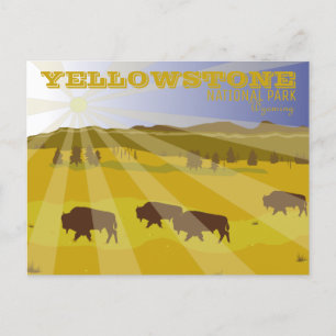 Bison of Yellowstone National Park, Wyoming Postcard