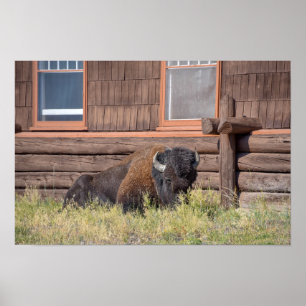 Bison, Old Faithful Inn, Yellowstone National Park Poster