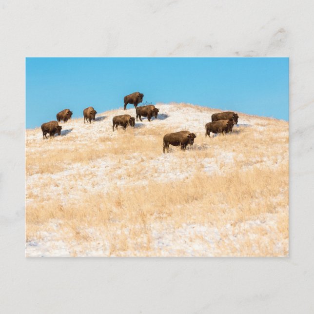 Bison on a hill postcard (Front)