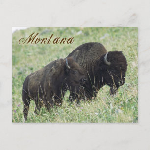 Bison pair grazing in Montana Postcard