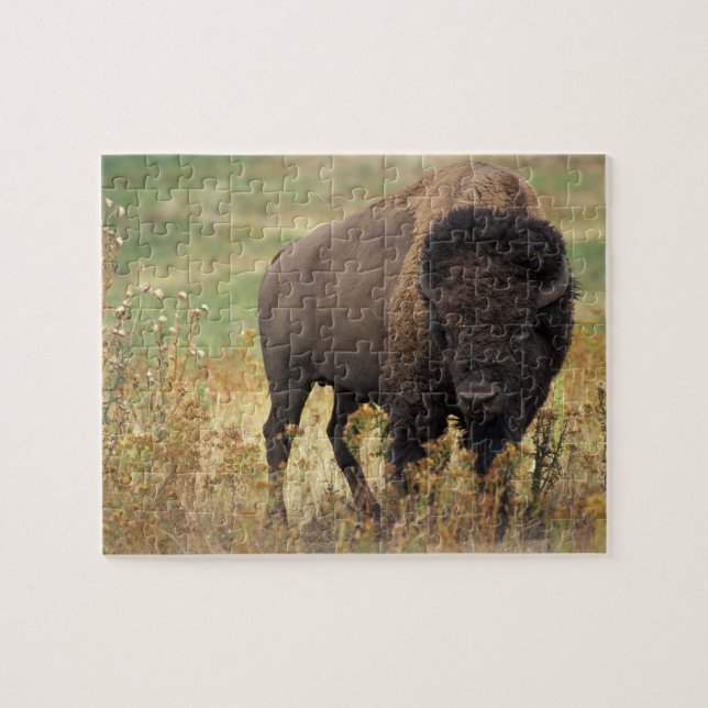 Bison photo jigsaw puzzle (Horizontal)