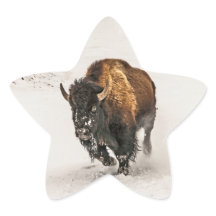 Bison Plodding Through the Snow in Yellowstone