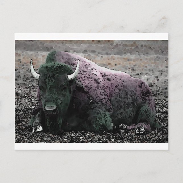 Bison Postcard (Front)