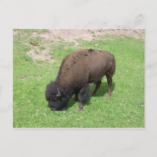 Bison Postcard (Front)