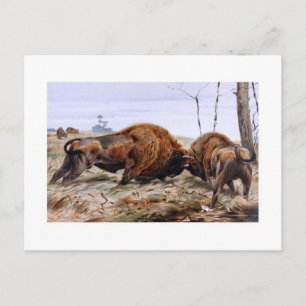 Bison Postcard