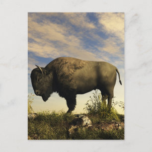 Bison Postcard
