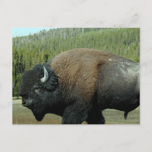 Bison  Postcard