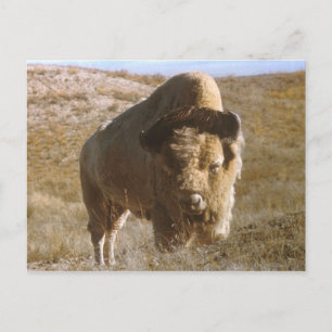 bison Postcard