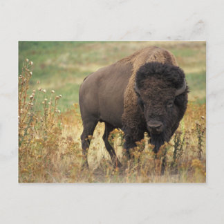 Bison Postcard