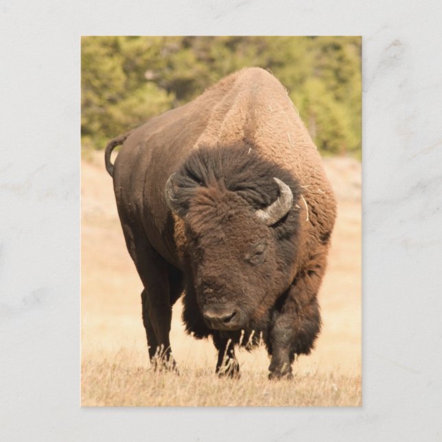 Bison Postcard (Front)