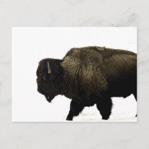 bison postcard