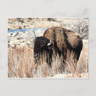 Bison Postcard