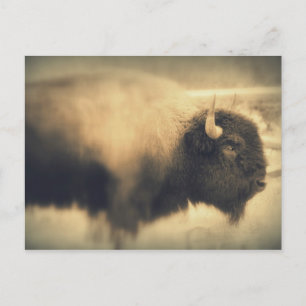 Bison Postcard