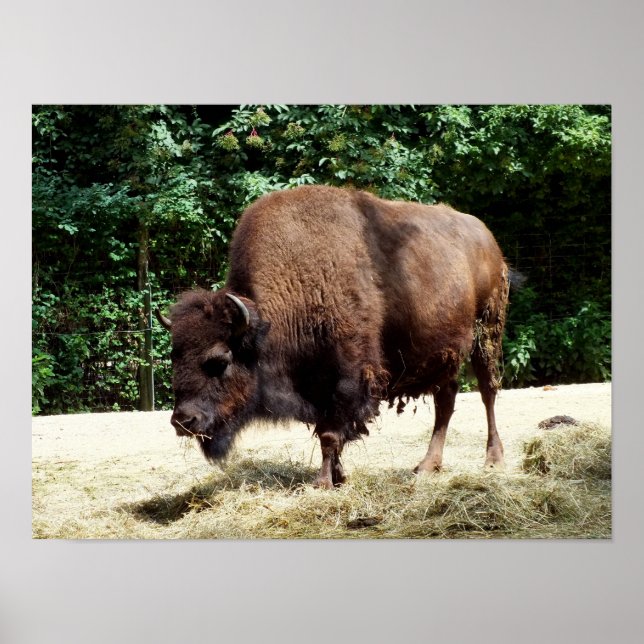 Bison Poster (Front)