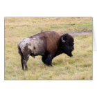 Bison poussiéreux Taureau en parc national de