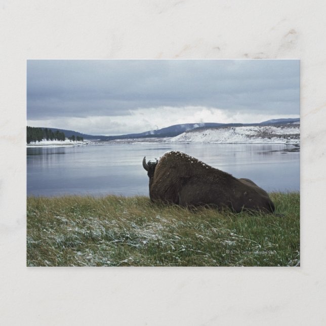 Bison Resting By Yellowstone River With Snow On Postcard (Front)