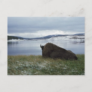 Bison Resting By Yellowstone River With Snow On Postcard