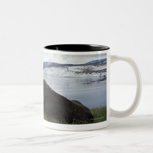 Bison Resting By Yellowstone River With Snow On Two-Tone Coffee Mug (Right)