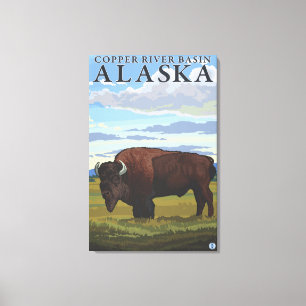 Bison Scene - Copper River Basin, Alaska Canvas Print