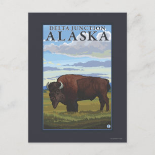 Bison Scene - Delta Junction, Alaska Postcard