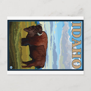 Bison Scene - Idaho Postcard